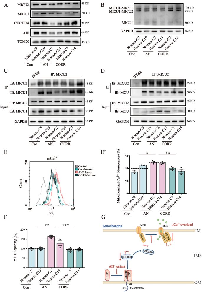 Fig. 5: AIF variants induced mitochondrial calcium overload.
