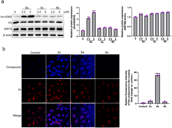 Fig. 1: Effects of compounds 5c, 6b, and 8a on H3K9 acetylation in cells.