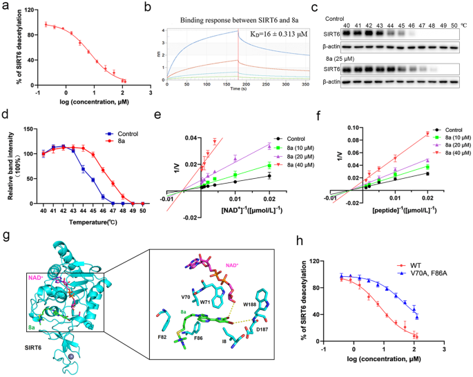 Fig. 2: Compound 8a is a non-competitive inhibitor of SIRT6.