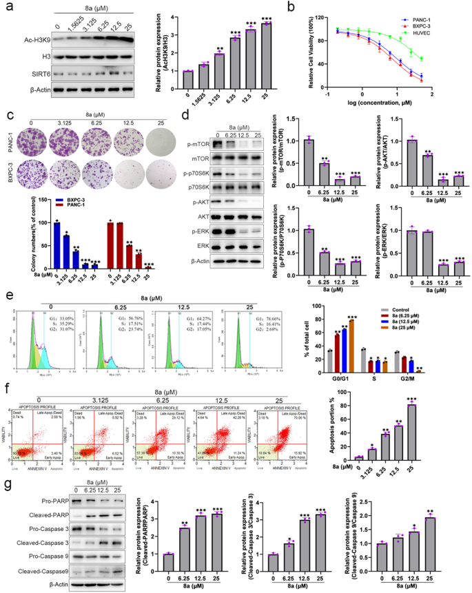 Fig. 3: Compound 8a inhibits cell proliferation, induces cell-cycle arrest and apoptosis in PDAC cells.