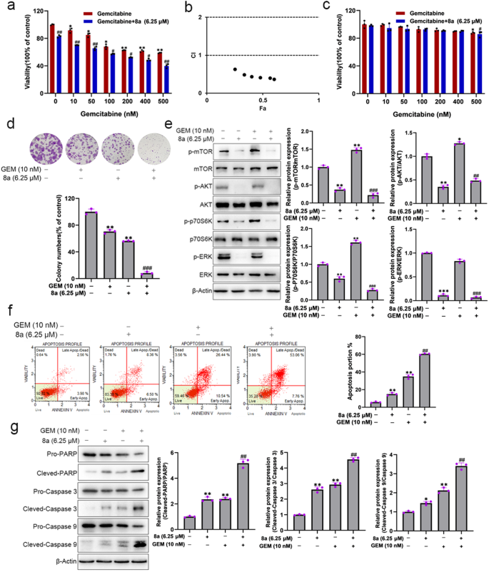 Fig. 4: Compound 8a sensitizes pancreatic cancer cells to gemcitabine.