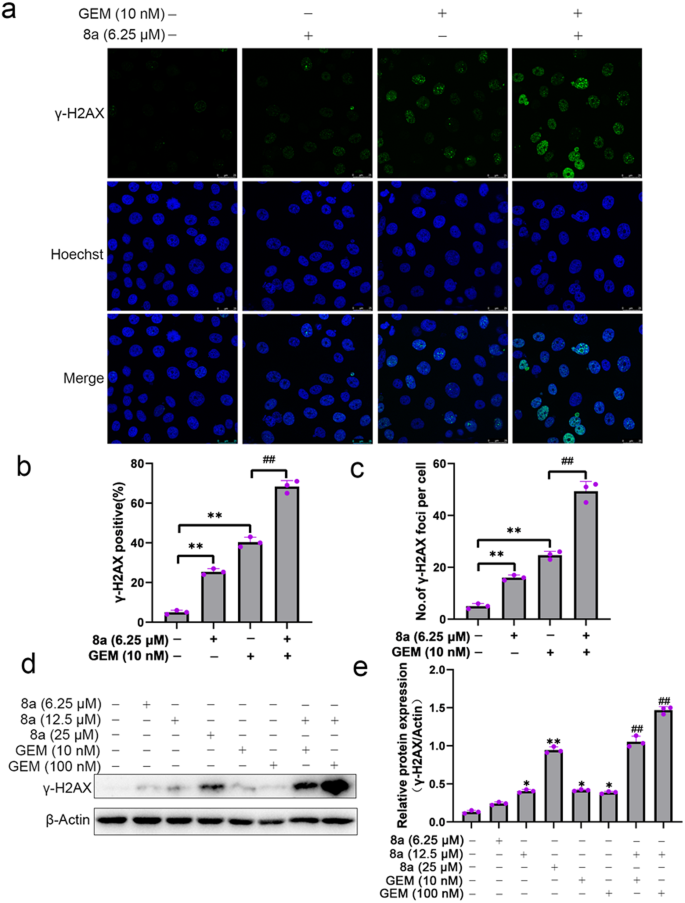 Fig. 5: Compound 8a enhances gemcitabine-induced DNA damage.