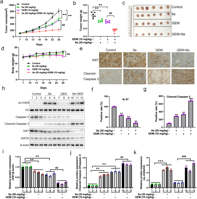Fig. 7: Combination of 8a and gemcitabine inhibits pancreatic cancer growth in vivo.