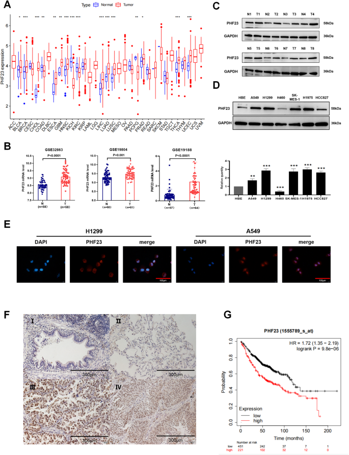 PDF) ACTN4 gene amplification is a predictive biomarker for