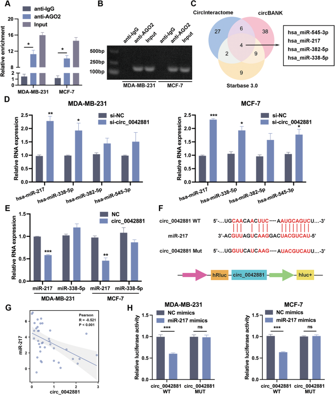 Fig. 3: Circ_0042881 serves as a miR-217 sponge.