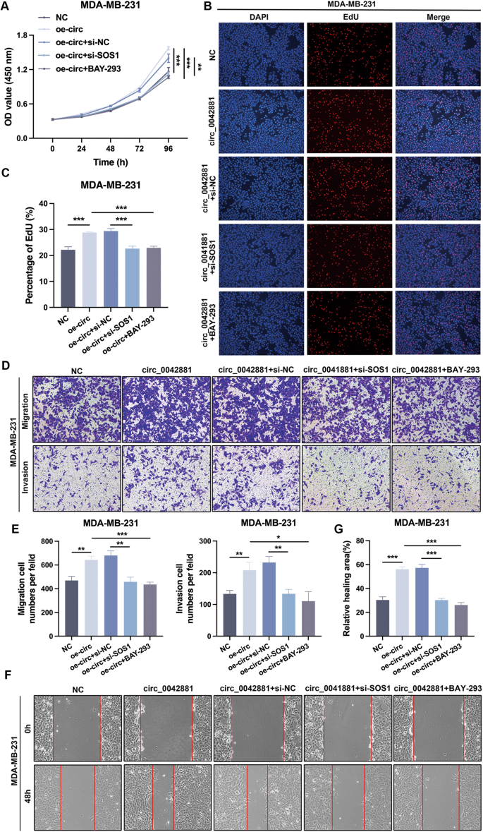 Fig. 6: Circ_0042881 promotes proliferation and metastasis in a SOS1‐dependent manner.