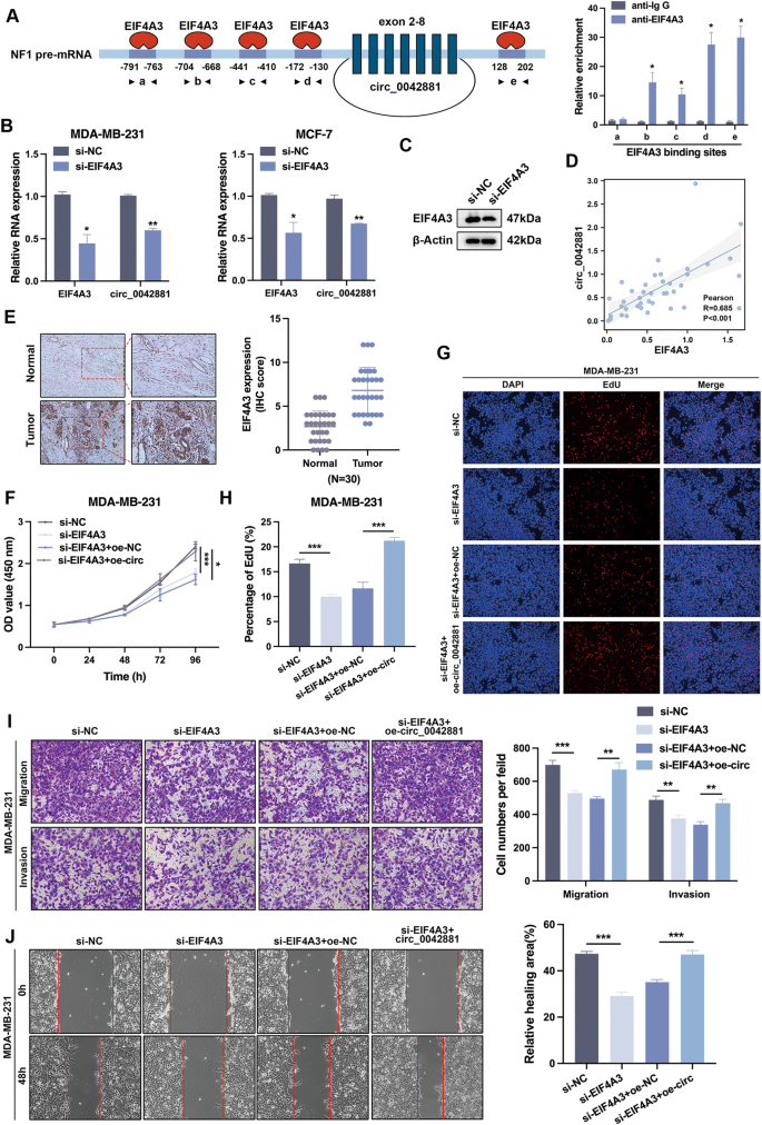 Fig. 7: RNA binding protein EIF4A3 regulates the expression of circ_0042881.