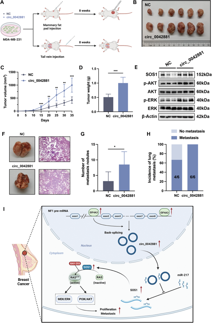 Fig. 8: Circ_0042881 promotes the growth and metastasis of BC in vivo.