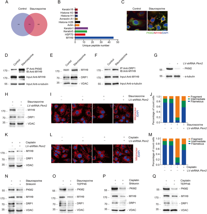 Fig. 2: Mitochondrial PKM2 binds MYH9 to promote DRP1-mediated mitochondrial fragmentation in response to acute injury in vivo.