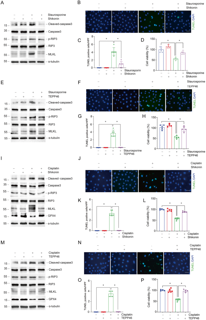Fig. 4: Regulation of PKM2 activity attenuates cell death in NRK-52E cells induced by staurosporine or cisplatin.