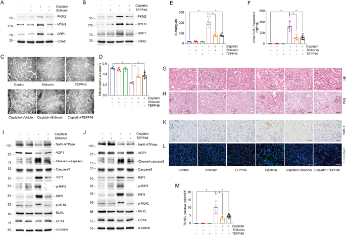 Fig. 6: Regulating PKM2 activity alleviates cisplatin-induced AKI in vivo.