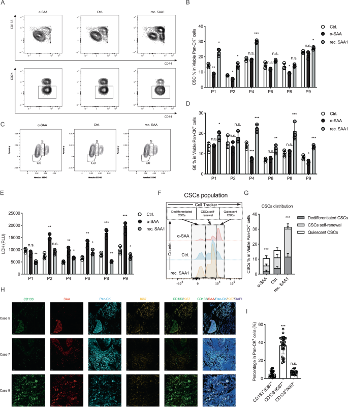 Fig. 2: SAA promotes chemo-resistant by driving stemness transformation and cell quiescence.