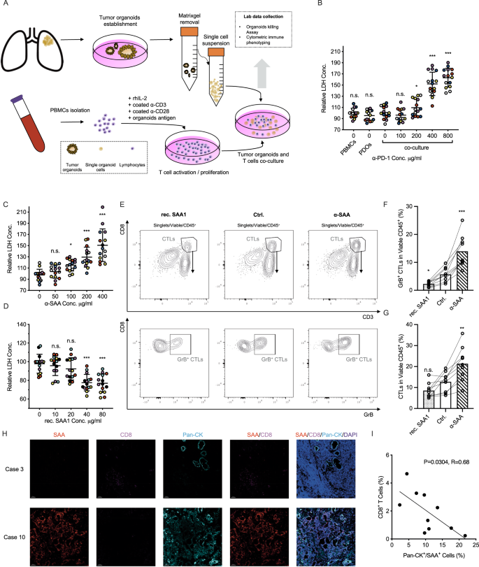 Fig. 3: SAA suppresses α-PD-1 induced anti-tumor cytotoxic immune responses.