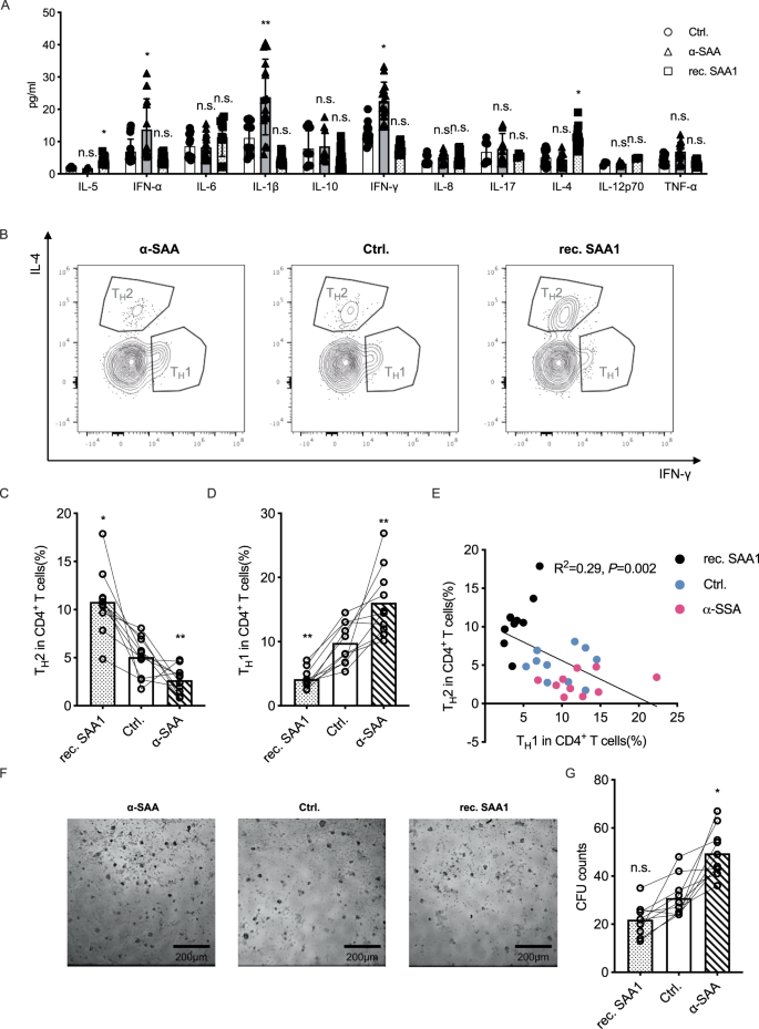 Fig. 4: SAA suppress anti-tumor immunity by driving TH2 polarization.