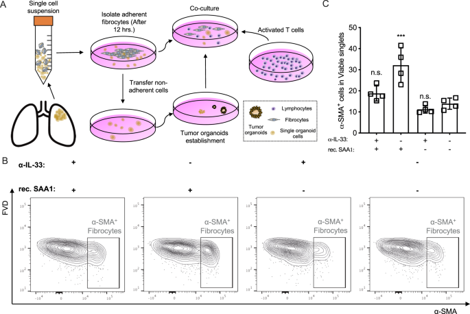 Fig. 6: SAA induced secretome promotes fibrosis.