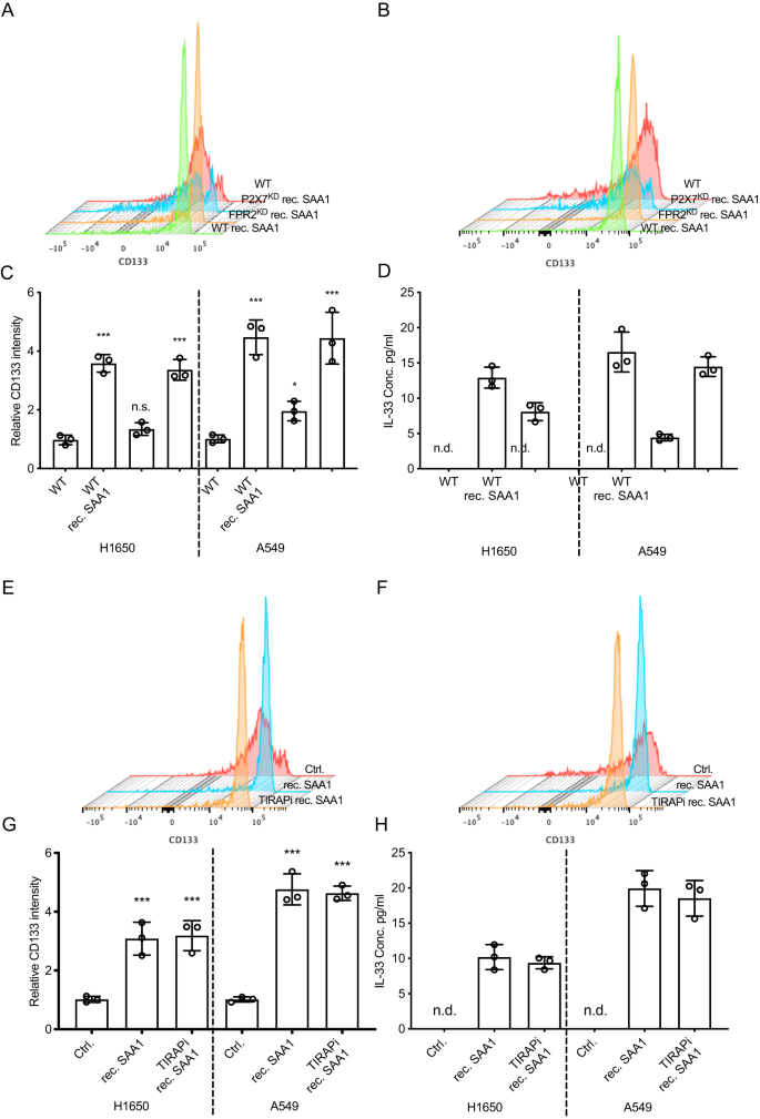 Fig. 7: SAA-P2X7 interaction promotes cancer stem transformation and type 2 cytokine releasing.