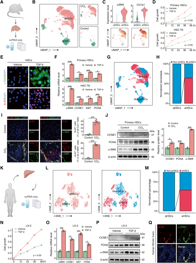 Fig. 1: Proliferation of activated HSCs occurs in the livers of both humans and mice with liver fibrosis.