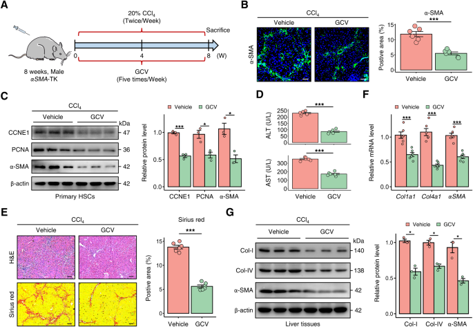 Fig. 2: Depletion of proliferative HSCs attenuates liver fibrosis in mice.