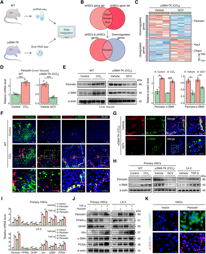 Fig. 3: Periostin is identified as the hallmark of proliferative aHSCs.