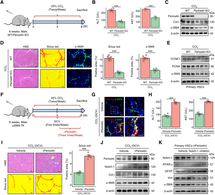 Fig. 5: Periostin is implicated in the development of liver fibrosis in mice.