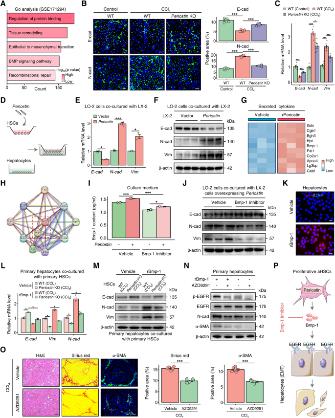 Fig. 6: Periostin-expressing HSC-derived Bmp-1 induces epithelial-mesenchymal transition in hepatocytes.