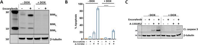 Fig. 4: BRAF + BCL-XL inhibitor induced apoptosis requires BIM induction.