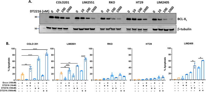 Fig. 5: Effect of combining the BCL-XL -targeting PROTAC, DT2216, with encorafenib in BRAFV600E CRC cells.