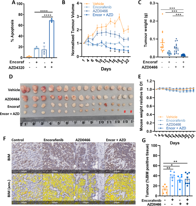 Fig. 6: Anti-tumour effects of encorafenib plus AZD4320/AZD0466 on BRAFV600E CRC cells in vitro and in vivo.