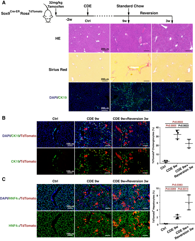 Fig. 1: CDE liver injury inhibits the differentiation of liver progenitor cells into hepatocytes.