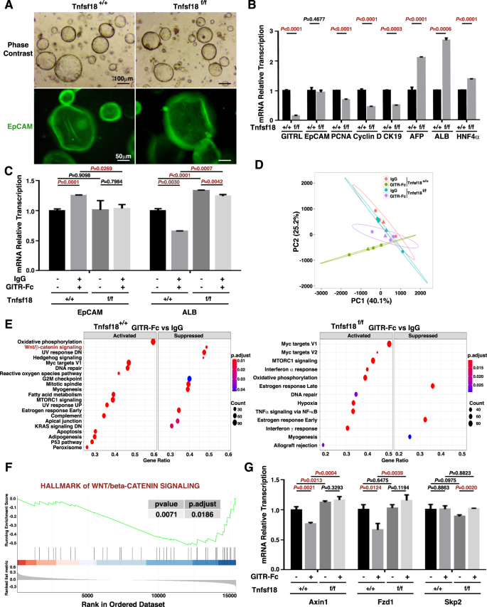 Fig. 6: GITRL suppresses the differentiation of liver progenitor cells into hepatocytes, and GITR further hinders this process by reducing the Wnt/β-catenin pathway.