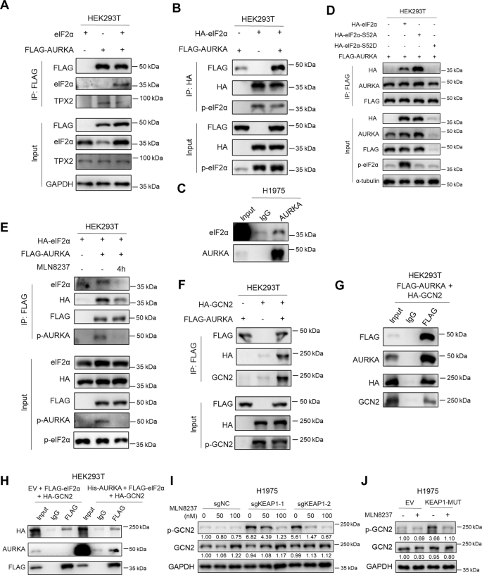 Fig. 5: AURKA interacts with GCN2 and eIF2α to regulate their phosphorylation.