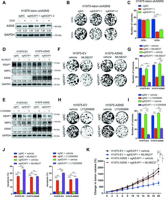 Fig. 6: Dependence of KEAP1-deficient NSCLC cells on ASNS determines their increased sensitivity to AURKA inhibition.