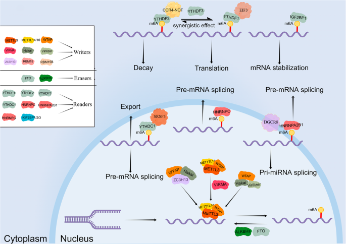 Fig. 1: Functions of m6A regulators.