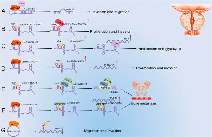 Fig. 2: The interactions between m6A methylation and ncRNAs in PCa.