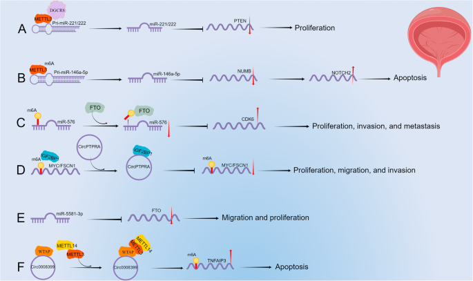 Fig. 3: The interactions between m6A methylation and ncRNAs in BCa.