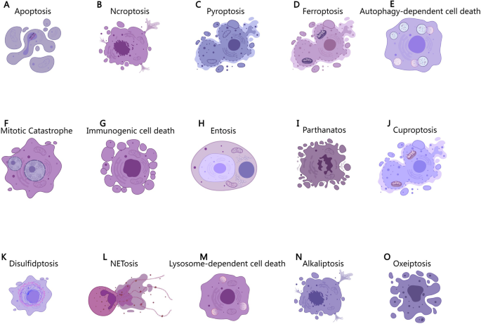 Fig. 2: Morphological characteristics of various types of PCD.