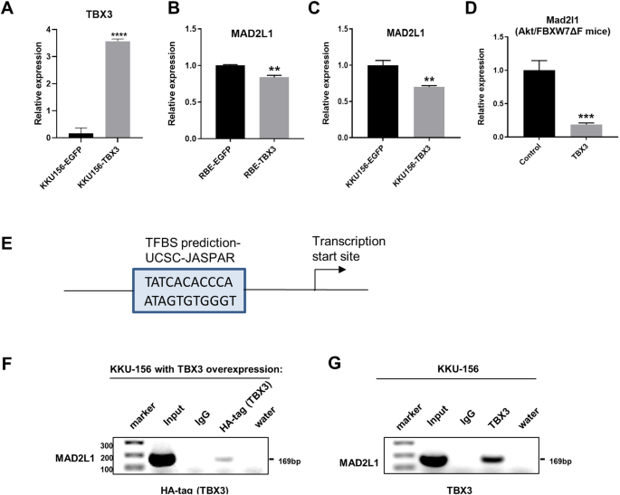 Fig. 5: MAD2L1 is negatively regulated by TBX3 and serves as a target of TBX3.