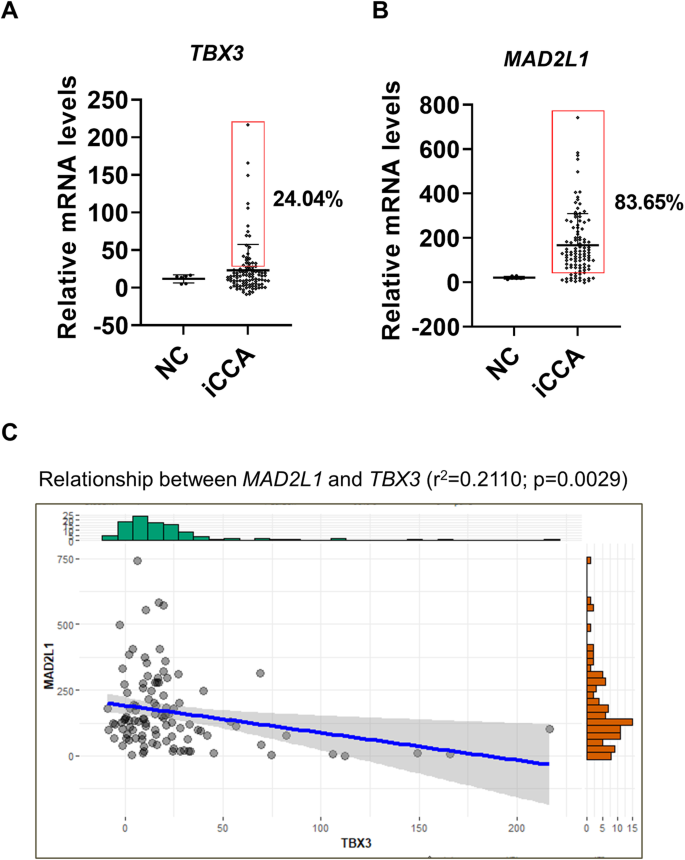 Fig. 7: TBX3 and MAD2L1 mRNA expression in human iCCA samples.
