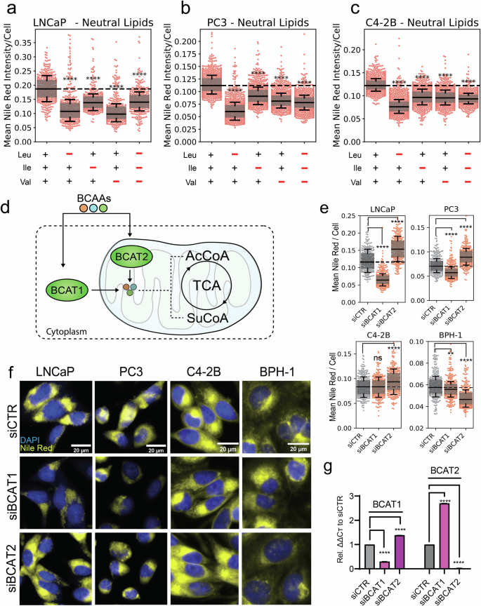 Fig. 1: BCAA uptake and catabolism is critical for intracellular lipid maintenance in PCa.