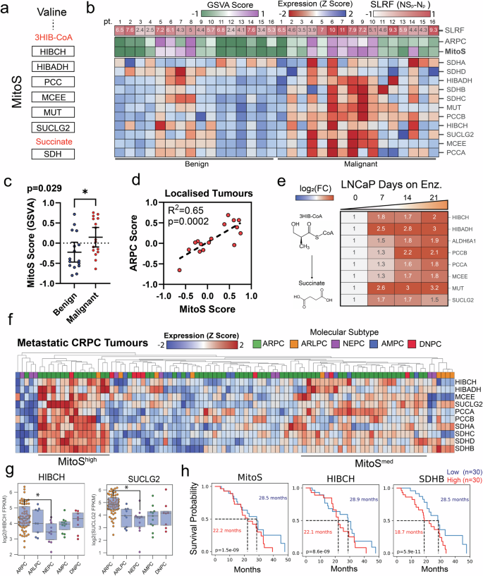 Fig. 3: Valine catabolism and succinate-linked respiration is enhanced through PCa progression.