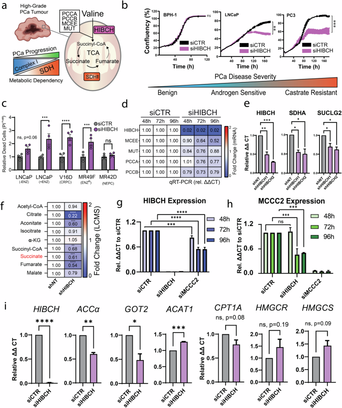 Fig. 4: Targeting valine catabolism to inhibit proliferation and metabolic plasticity in PCa.