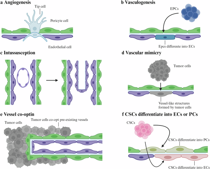 studies on stem cells research and therapy impact factor figure 1