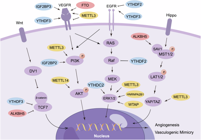 studies on stem cells research and therapy impact factor figure 2