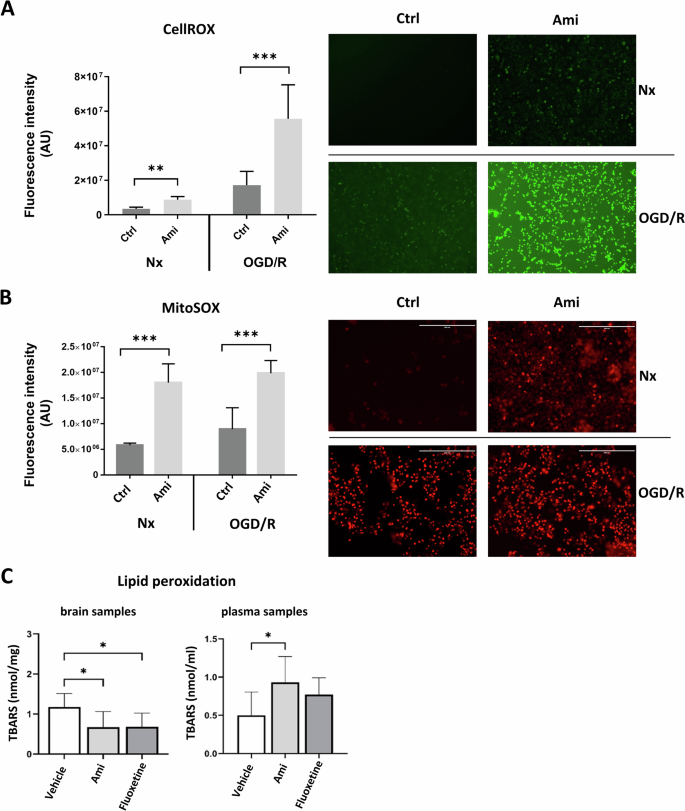 Fig. 2: Amitriptyline induces cerebral endothelial intracellular ROS production in normoxia and post-I/R.