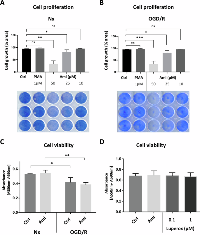 Fig. 4: Amitriptyline reduces cerebral endothelial proliferation in normoxia and post-I/R without influencing cell survival.