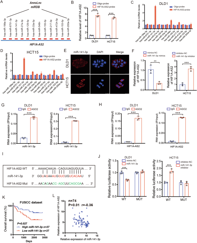 Fig. 5: HIF1A-AS2 sponges miR-141-3p to downregulate its expression.