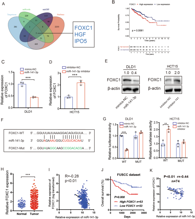 Fig. 6: miR-141-3p binds to the 3’UTR of FOXC1 to downregulate its expression.