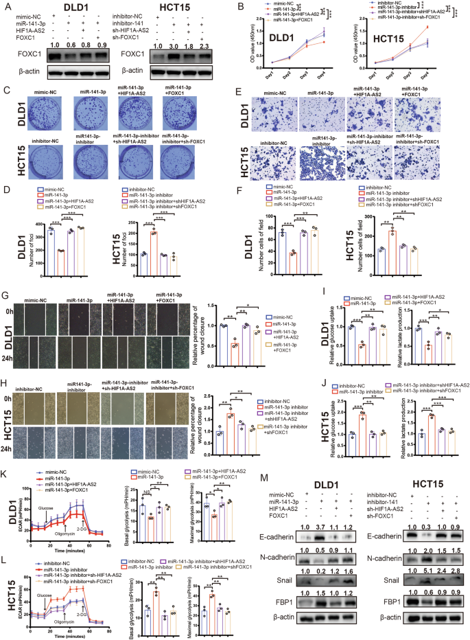 Fig. 7: HIF1A-AS2/miR-141-3p/FOXC1 axis regulates CRC progression.