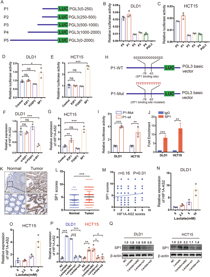 Fig. 8: SP1 transcriptionally activates HIF1A-AS2 in CRC.