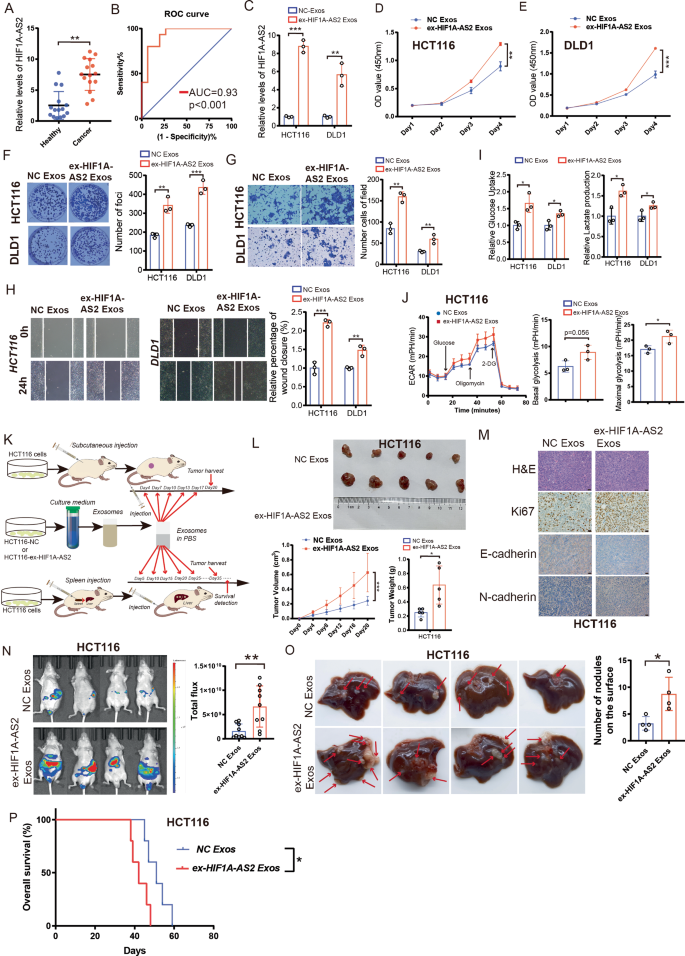 Fig. 9: Exosomal HIF1A-AS2 can promote CRC progression.